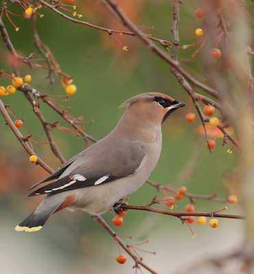 ook evev naar de pestvogels geweest,mooi om zo veel bijelkaar te zien.