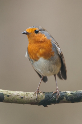 Dezelfde roodborst als gisteren maar nu met een andere achtergrond. Wat is ie nog schuw, maar ik hoop dat dat snel veranderd.
