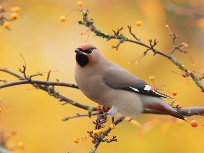 naar de pestvogels geweest,mooi oook even m zo veel bijelkaar te zien