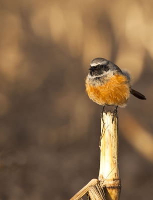 op een veldje in Rolde,waren veel fotografen en vogelaars 
aanwezig,mooi licht erbij.