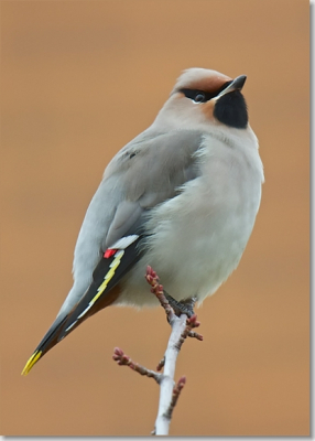 Noodgedwongen door de situatie (woonwijk) kon ik dez Pestvogel isoleren zonder besjes en struiken maar slechts de kleur van  de dakpannen...Toch weer wat anders.