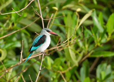 Hij is moeilijk te benaderen volgens mij, prachtige ijsvogel, maar hij vist niet. Het menu bestaat uit hagedissen, sprinkhanen en padden.