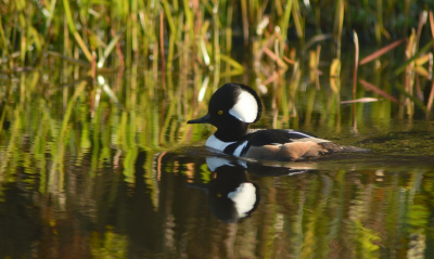 Vanochtend kon ik niet mee met Folkert Veenstra naar de speciale zwarte roodstaart en de pestvogels in Drachten/Delfzijl. Ik vond het erg jammer, het is ook nog eens een erg leuke man, Folkert.
Maar in de middag ging ik zoeken naar de lakvogels maar zonder resaltaat.
Toen ik in mijn woonwijk fietse ging ik even een om rondje doen en kwam ik langs nieuwe huizen in mijn straat. Die huizen liggen aan het water en achter dat water zwom de Kokardezaagbek. Een man was al een tijd naar het beestje aan het kijken. Ik legde van alles uit over de zaagbek, ik wist het omdat ik hem een maand geleden achter in de wijk zag.

Ik ben er blij mee, het is iets anders dan een oosterse zwarte roodstaart of een pestvogel, daar staan toch al zo veel op bp rond deze tijd.

Gr Albert.