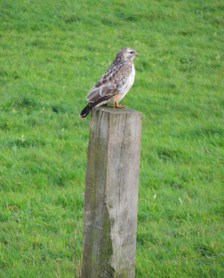 Net even een middagje naar polder Arkemheen gegaan. Heel veel eenden gezien, maar ook deze buizerd. Ik kon tot zo'n 10 meter dichtbij komen. Ik hoor jullie mening graag.