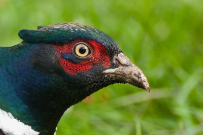 Vandaag weer een paar fazanten in de tuin. Ik heb vanochtend eerst een camouflagenet voor de serre gespannen met een uitsparing voor de lens.
Vanachter dit net kan ik op zo'n 3 meter fazanten fotograferen. Dus nu alleen maar een portretje!