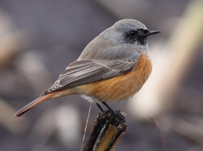 Betreft de oosterse ondersoort van de Zwarte Roodstaart.
Door de oranje onderdelen doet deze ondersoort aan Gekraagde Roodstaart denken. De vogel was extreem tam en door de korte afstand was scherpstellen lang niet altijd mogelijk.