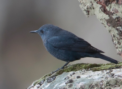 Prachtige vogel op de gierenrots bij Extremadura .
gr Dirk Boon