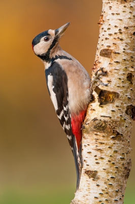 Bij mijn hutje in de tuin heb ik nu een berkenstam geplaatst waar ik graag een grote bonte specht op wilde fotograferen. De specht (zowel mannetje als vrouwtje) kwam regelmatig langs maar vond een weilandpaal boeiender om op te landen en vervolgens richting het voer te gaan. Uiteindelijk de paal en het voer maar weggehaald en nu maar hopen dat ie op de berk zou landen. Op het laatst van de dag (iso 1000) kwam ie dan toch nog even langs