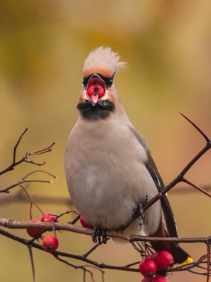 Ik weet het, als je nu nog een foto van een Pestvogel wil laten zien dan moet hij wel iets speciaals hebben. Ik zeg niet dat het een speciale foto is maar ik durf het aan. 
Deze bes was eigenlijk te groot maar uiteindelijk lukte het hem toch.
Meer van deze prachtige vogel op: http://verlaat-fotografie.nl/pestvogel