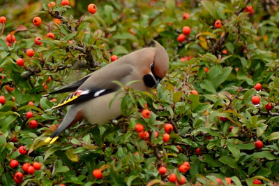 Vanmiddag nog even naar de pestvogels geweest, ondanks het bewolkte weer een aardig resultaat..
