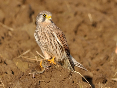 Eindelijk is het me gelukt om een roofvogel met prooi te fotograferen! De tv zat recht in het zonlicht en steekt daardoor goed af tegen de donkere akker. Ik ben er blij mee.
