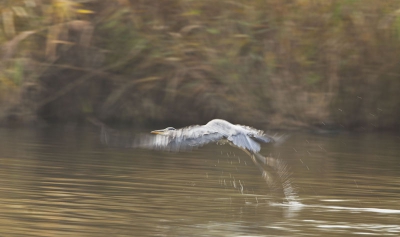 vluchtende reiger,ik vond zelf de beweging erg mooi,
ben benieuwd wat jullie ervan vinden.