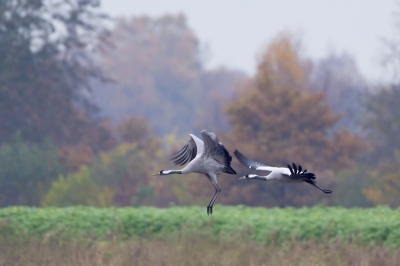 Een beetje verdrietig omdat ik niet meekon naar Diepholz vandaag, ben ik nog een keer naar het Fochtelorveen gegaan. Opnieuw had ik het geluk twee volwassen Kraanvogels te kunnen spotten en tamelijk dichtbij te platen. Ze gingen hier op de wieken door het passeren van 4 wandelende en luid kwebbelende dames...