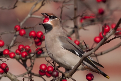 ook ik ben een kijkje wezen nemen in Barendrecht het was prima weer en de pestvogels waren er nog samen met een 40 stuks andere fotograven ik vond deze zo helemaal tussen de besjes wel leuk  de bes was achteraf toch iets te groot