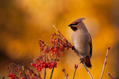 Ik doe nog 1 duit in het zakje als het gaat om de pestvogels. Vanmiddag besloten ze toevlucht te zoeken bij mensen in de tuin. Dit keer bood het perspectief voor kleur.