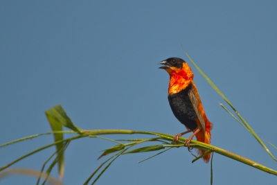 De grenadinewevers zijn bijzondere vogels om te zien, ze vliegen al waren het vuurbolletjes over de rijstveldjes heen en weer.