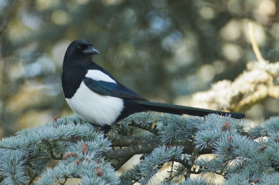 Ik probeer al een tijdje vogels in de Atlas Ceder te fotograferen, omdat ik dit een mooie setting vind.
Veelal zitten de vogels te hoog op, zodat er storende takken zichtbaar zijn.
Hier had ik de Ekster redelijk vrij.