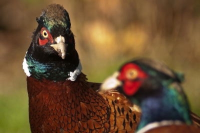 Na het ophangen van een camouflagenet voor de serre, komen zij wel heel dichtbij. Binnen het kortste bereik van mijn lens. Dan maar wachten tot zij achterin de tuin gaan scharrelen. Ik heb geprobeerd eens iets anders te verzinnen qua compositie. 
Ik wilde proberen om er 2 koppen op te krijgen, en beide scherp. Dit lukt niet, doordat zij elkaar niet dulden op korte afstand, waarbij de voorste "haantje de voorste" is. Een ouder mannetje dus.
Je hoort de jonge vogel denken "wanneer krijg ik ook zulke mooie kleurtjes?"