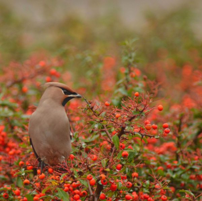 Met veel geduld dan toch ook eindelijk een foto van de pestvogel zonder te hoeven croppen. Het is erg lastig met een 300mm lens maar toch gelukt... Heb een vierkante uitsnede gemaakt, benieuwd naar de reacties hierop. Ze gingen eindelijk in een struik met nog heel veel besjes zitten, geeft wat meer aan de foto vind ik..