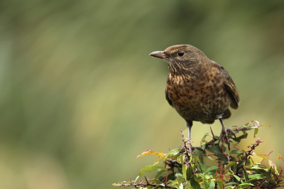 deze zat ook de snoepen van de bessen , net als de pestvogels ernaast .... wilde deze toch op de foto zetten