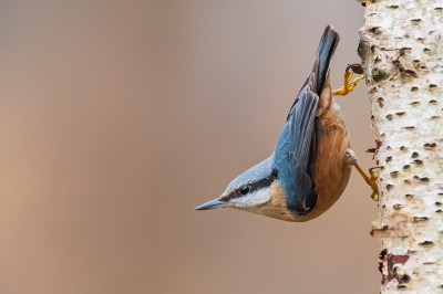 Genomen vanuit mijn schuilhut in de tuin. De meeste vogels willen wel een beetje rondscharrelen maar de klevers zijn meteen weer weg