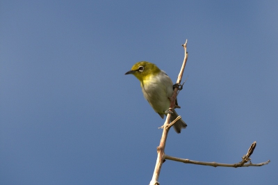Deze keer zat de brilvogel es niet te hippen door het gebladerte, maar poseerde even in een boomtop. Beetje veel licht wel, maar dat mag de pret niet drukken.