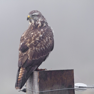 Gisteren was het een tamelijk nevelige dag. De mist wou in deze omgeving ook niet oplossen. Gelukkig kwam ik onderweg in het Fochtelorveen deze Buizerd tegen, die rustig bleef zitten .....