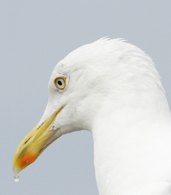 Ik vind meeuwen zulke dankbare onderwerpen voor vogelfotografie: ze blijen rustig hun gang gaan en zijn verrassend kleurrijk in de details. De concentratie en rust die van deze zilvermeeuw uitgaat vond ik waard om te delen.