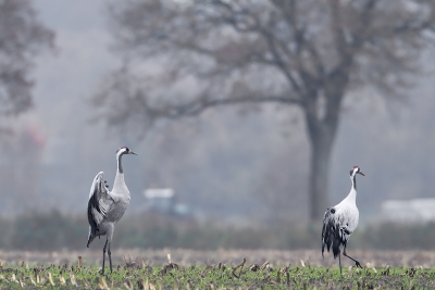 Wolkje: H partner, wat denk je er van? ..... Ik vind het zo langzamerhand wel eens tijd worden om naar het heerlijke warme zuiden te trekken..... Hoe zit dat met jou? Ga je mee?