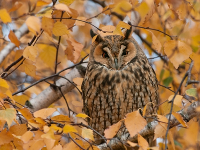 De herfst blijft toch toch een prachtig jaargetijde, zeker als je na een tip een kleurrijke Berk kan fotograferen vol met Ransuilen.