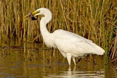 Onderweg naar de Friese kust werd ik aangenaam verrast door deze Grote Zilverreiger, die lekker aan het vissen was in een brede sloot langs de weg...