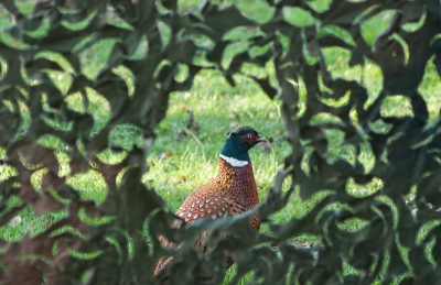 Toen ik vanmiddag op het tuintje aankwam, liep deze kerel al een beetje in de grasmat te scharrelen.
Vanuit het huisje gezien, stond hij precies door mijn camo heen te gluren, om te kijken of ik al iets eetbaars had.
Met de 80 mm deze foto daarvan gemaakt.
Afwijkend of niet? (-_-)