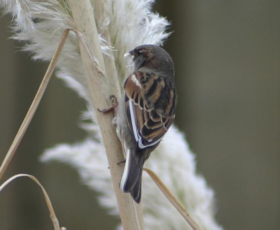 Huismus met een vreemd tintje 
Deze mus zat bij mij in de voortuin hij viel op door zijn mooie witte vleugel lijn