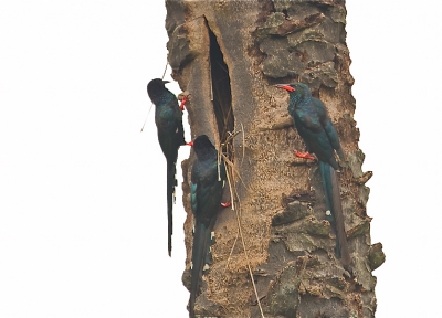 Vrij luidruchtige vogels van daar de naam, ze vlogen van palmstam naar palmstam, Ik denk twee ouders met vier jongen, twee met oranje snavels en de anderen met zwarte.