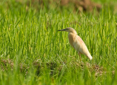 De ralreiger een van de kleinste soorten in Gambia.om ze te benaderen zijn toch vrij schuw...