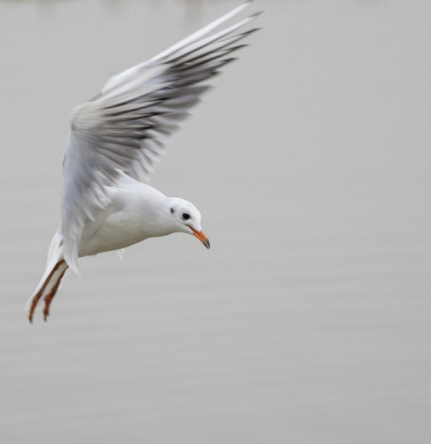 Het was een grauwe sombere dag en weinig te beleven bij de vogelhut, totdat een groepje meeuwen trek kregen en opzoek gingen naar voedsel.
Dus meteen geprobeerd BIF te fotograferen met mijn pas aangeschafte lens.
