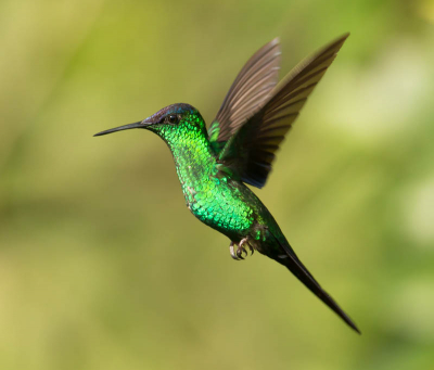 Deze super snelle bewegelijke vogeltjes, grootte 8 cm vast leggen is een zaak van geduld, maar als je er een mooie opname van kunt maken geeft dat wel een kick.