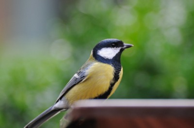 Al een paar dagen invasie van nieuwsgierige koolmezen in de tuin. Vanochtend bij goed licht deze foto kunnen maken.