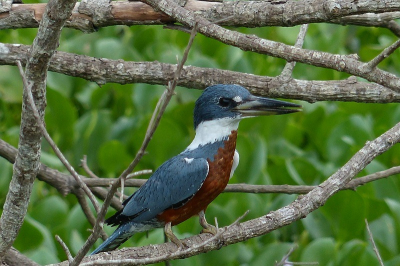 Pantanal een vogelplek bij uitstek maar dat weet iedereen. 15 daagse natuur reis er heen, je weet niet wat je ziet, wat een weelde aan vogels. Deze ijsvogel zagen we wel elke dag. Van uit de auto genomen.