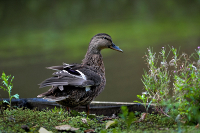 De maten een rustig plaats waar veel waterwild bij elkaar komt ga er regelmatig eens langs