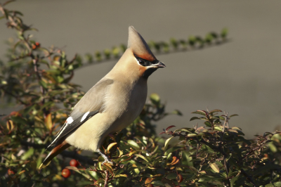 Was op de fietst naar de Carnisse grienden, maar kon het niet laten om even langs de gesignaleerde pest vogels te gaan aldaar aan gekomen zag ik er een stuk of 5 meteen zitten op de bessen . was ook nog  lekker zonnetje