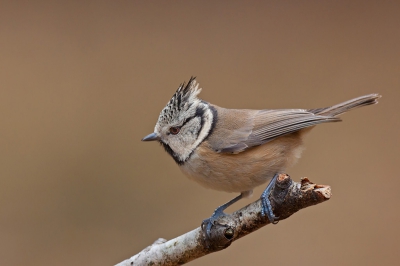 De Kuifmees, het blijven mijn favoriete bosvogeltjes.