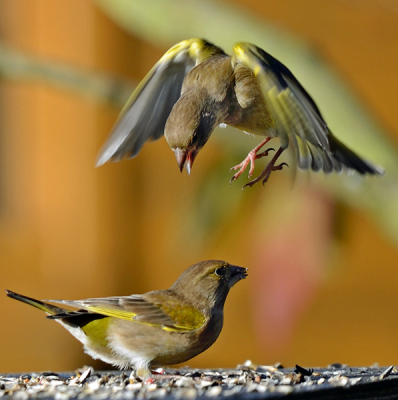 Groenlingen in de tuin , eeuwig in discussie met elkaar .