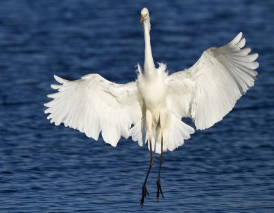 De Grote Zilverreiger kwam als geroepen in de buurt van de kijkhut foerageren. Hier zet ze de landing in... Met Peter en Wijnand erbij was dit n van de onvergetijke momenten van een dag samen vogelen. Mannen, bedankt voor de 'perfect day' !