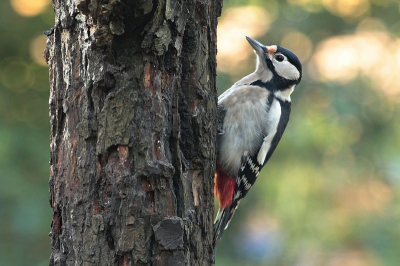 gisteren de specht lekker lang in de tuin gehad,heb dn ook veel foto,s kunnen maken van deze prachtige vogel