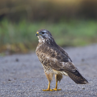 Tijdens een rondje vogelen in Friesland troffen we een Buizerd aan, die blijkbaar geduldig op ons stond te wachten......