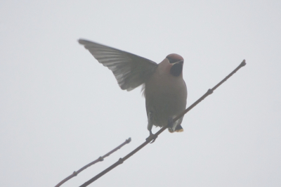 Pestvogels in de mist deel 2

Fotograaf : eh hallo vogel heb jij misschien een groep Pestvogels gezien want volgens Birdpix moeten ze hier ergens zitten

Vogel : Ja klopt die zijn net met z'n allen die kant op gevlogen