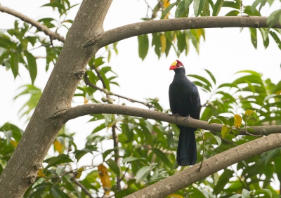 Deze zeer schuwe vogel is bijna niet te benaderen, zit hoog in de bomen. toch redelijk gelukt.