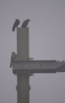 Inventieve vogels die kauwen. Ze staan graag bovenaan de rangorde zoals je hier kunt zien. Het torenvalkje denkt er het zijne van. 1 ding is zeker, vrienden zullen zij nooit worden.