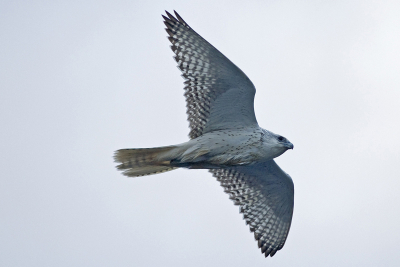 Whilst at sea we had some unexpected visitors! Prachtige ervaring natuurlijk. Het waren vooral jonge beesten.